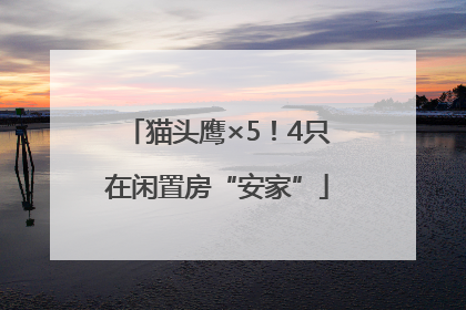 猫头鹰×5！4只在闲置房“安家”