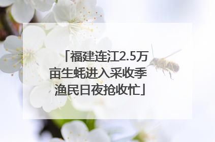 福建连江2.5万亩生蚝进入采收季 渔民日夜抢收忙