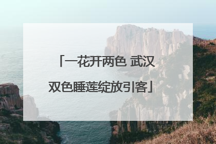 一花开两色 武汉双色睡莲绽放引客