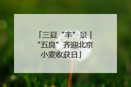 三夏“丰”景｜“五良”齐迎北京小麦收获日
