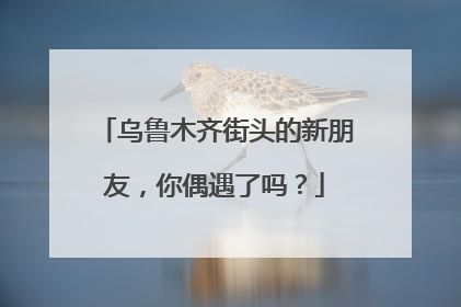 乌鲁木齐街头的新朋友，你偶遇了吗？