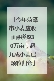 今年菏泽市小麦应收面积约930万亩，超九成小麦已颗粒归仓