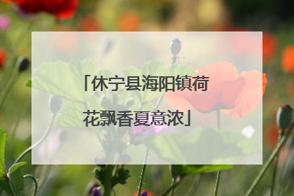 休宁县海阳镇荷花飘香夏意浓
