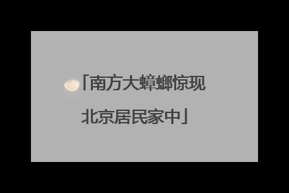 南方大蟑螂惊现北京居民家中