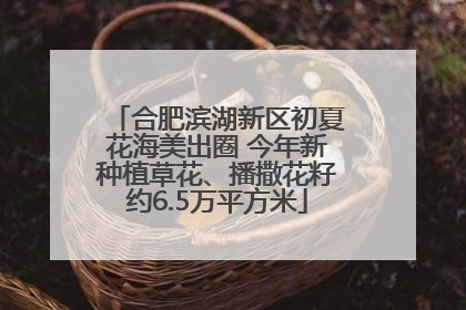 合肥滨湖新区初夏花海美出圈 今年新种植草花、播撒花籽约6.5万平方米
