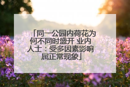 同一公园内荷花为何不同时盛开 业内人士：受多因素影响 属正常现象