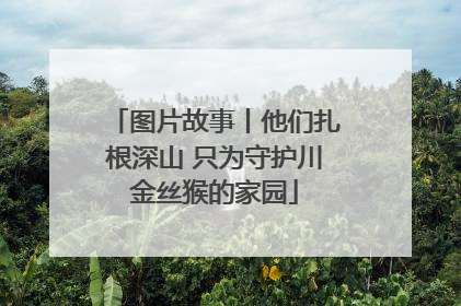 图片故事丨他们扎根深山 只为守护川金丝猴的家园