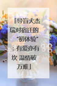 导盲犬杰瑞对宿迁的“初体验”：有爱亦有坎 温情破万难