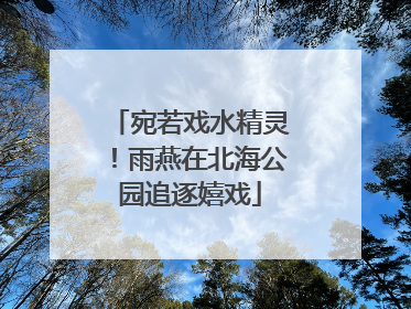宛若戏水精灵！雨燕在北海公园追逐嬉戏