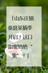 山东庄镇桑葚采摘季开启！这口甜蜜绝绝“紫”！