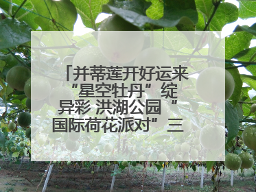 并蒂莲开好运来 “星空牡丹”绽异彩 洪湖公园“国际荷花派对”三天迎客六万