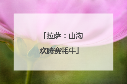 拉萨：山沟欢腾赛牦牛