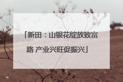 新田：山银花绽放致富路 产业兴旺促振兴