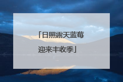 日照露天蓝莓迎来丰收季