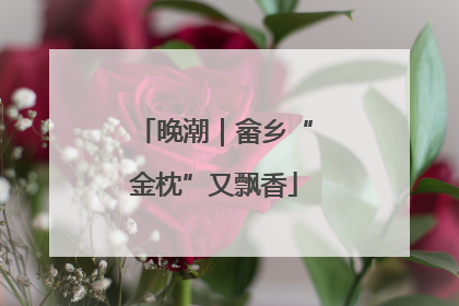 晚潮｜畲乡“金枕”又飘香