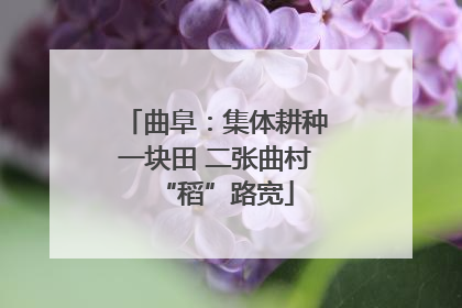曲阜：集体耕种一块田 二张曲村“稻”路宽