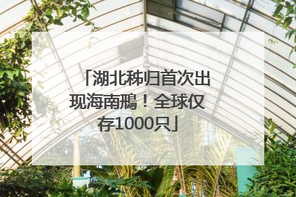 湖北秭归首次出现海南鳽！全球仅存1000只
