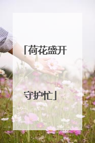 荷花盛开守护忙