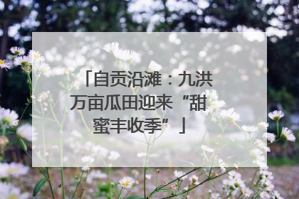 自贡沿滩：九洪万亩瓜田迎来“甜蜜丰收季”