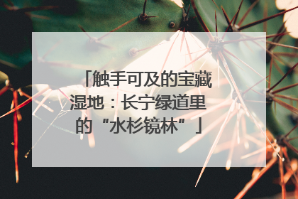 触手可及的宝藏湿地：长宁绿道里的“水杉镜林”