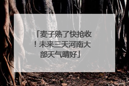 麦子熟了快抢收！未来三天河南大部天气晴好