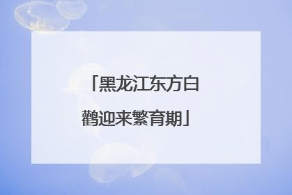 黑龙江东方白鹳迎来繁育期