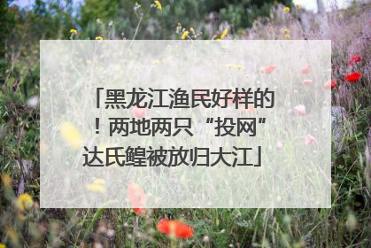 黑龙江渔民好样的！两地两只“投网”达氏鳇被放归大江