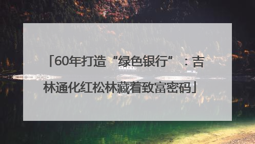 60年打造“绿色银行”：吉林通化红松林藏着致富密码