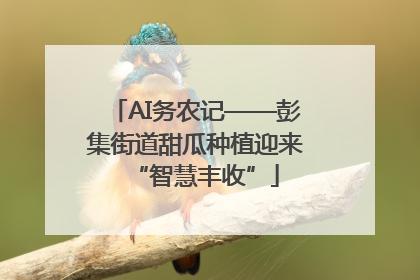 AI务农记——彭集街道甜瓜种植迎来“智慧丰收”